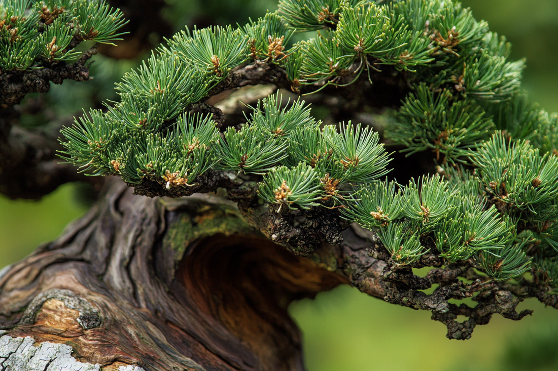 Bonsai Bark Development: Fall PK Fertilizing Guide