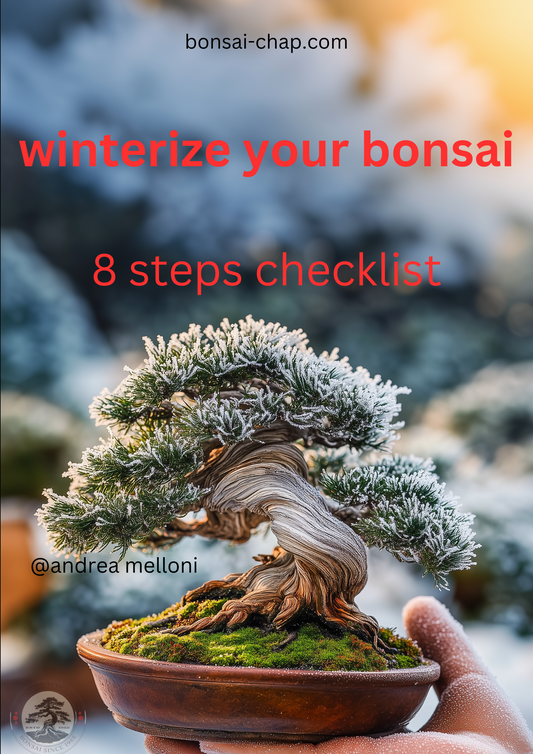 Winter Bonsai Care: 9 Soil Health Secrets for Cold-Weather Success