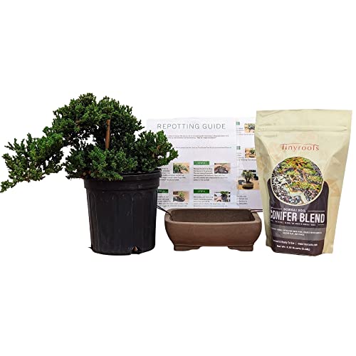 Juniperus Procumbens 'Nana' Juniper Tree Pre-Bonsai Tree Repotting DIY Beginners Gift Kit