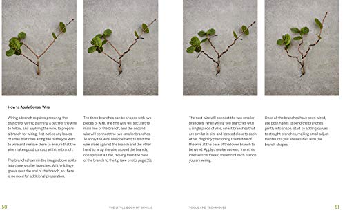 The Little Book of Bonsai: An Easy Guide to Caring for Your Bonsai Tree