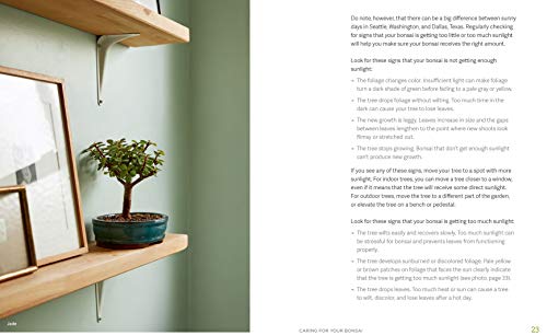 The Little Book of Bonsai: An Easy Guide to Caring for Your Bonsai Tree