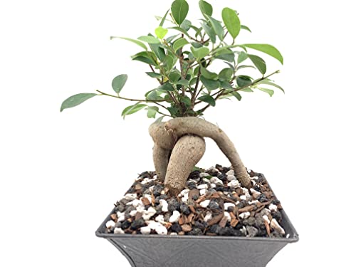 Bonsai Soil by The Bonsai Supply – 2qts. Professional Bonsai Soil Mix | Ready to use| Great for All Bonsai Tree Varieties.