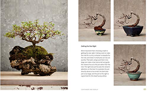 The Little Book of Bonsai: An Easy Guide to Caring for Your Bonsai Tree