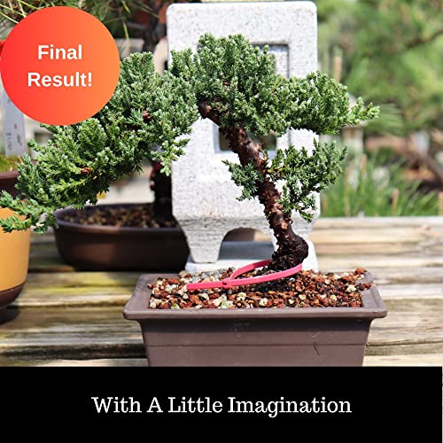 Juniperus Procumbens 'Nana' Juniper Tree Pre-Bonsai Tree Repotting DIY Beginners Gift Kit