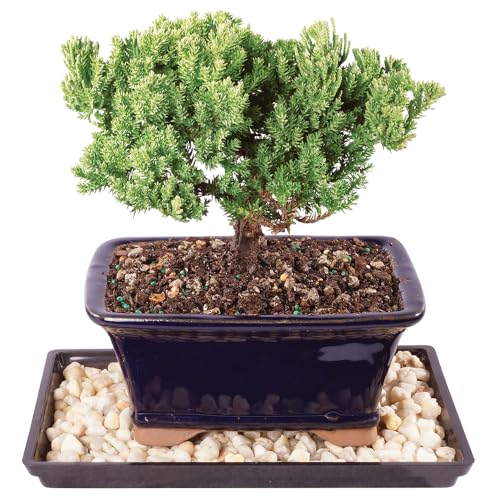 Brussel's Bonsai Live Green Mound Juniper Bonsai Tree - Small, 3 Year, 4 to 6 Inches - Outdoor Bonsai Tree with Bonsai Pot and Bonsai Tray