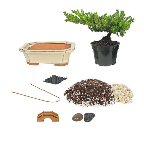 Eve's Bonsai Tree Starter Kit, Complete Do-It-Yourself Kit with 6 Year Old Japanese Juniper !!! Cannot ship to CA California & HI Hawaii !!!