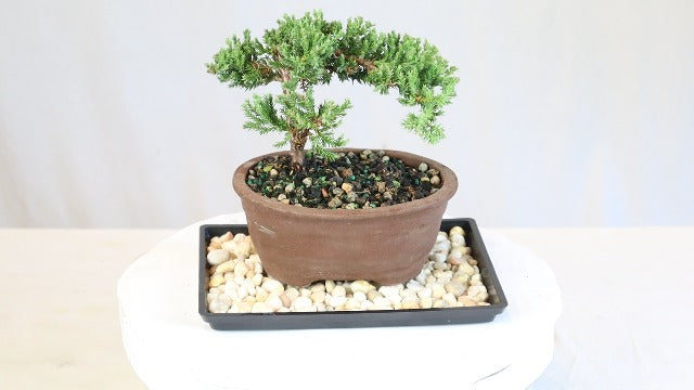 Brussel's Bonsai Live Green Mound Juniper Bonsai Tree - Small, 3 Year, 4 to 6 Inches - Outdoor Bonsai Tree with Bonsai Pot and Bonsai Tray