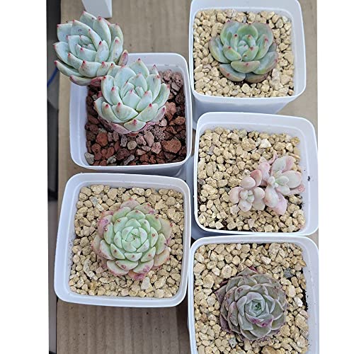 7lb Maifanitum Stones for Succulent Cactus Bonsai Decorative Rocks-Indoor Plants Soil Covers,Horticultural Gravel, Potting Pebbles for Terrarium, Fairy Gardening, Top Dressing