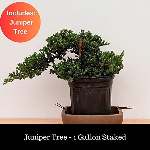 Juniperus Procumbens 'Nana' Juniper Tree Pre-Bonsai Tree Repotting DIY Beginners Gift Kit