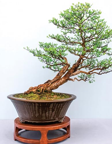 Complete Starter Guide to Bonsai: Growing from Seed or Seedling - Wiring, Pruning, Care, and Display (Creative Homeowner) Beginner-Friendly Details for the Japanese Art of Bonsai Tree Care