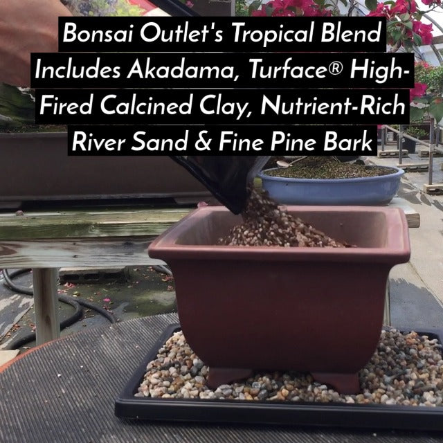 Bonsai Outlet Tropical Bonsai Soil - Tinyroots Ready to Use Bonsai Soil Mix, Fast Draining Pre-Mixed Bonsai Potting Soil, 2.25 Quarts