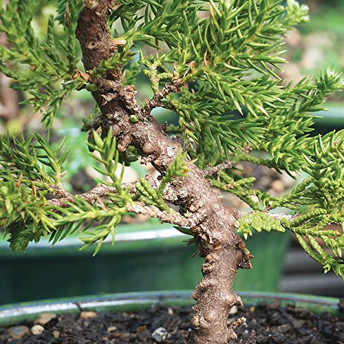 Brussel's Bonsai Live Green Mound Juniper Bonsai Tree - Small, 3 Year, 4 to 6 Inches - Outdoor Bonsai Tree with Bonsai Pot and Bonsai Tray