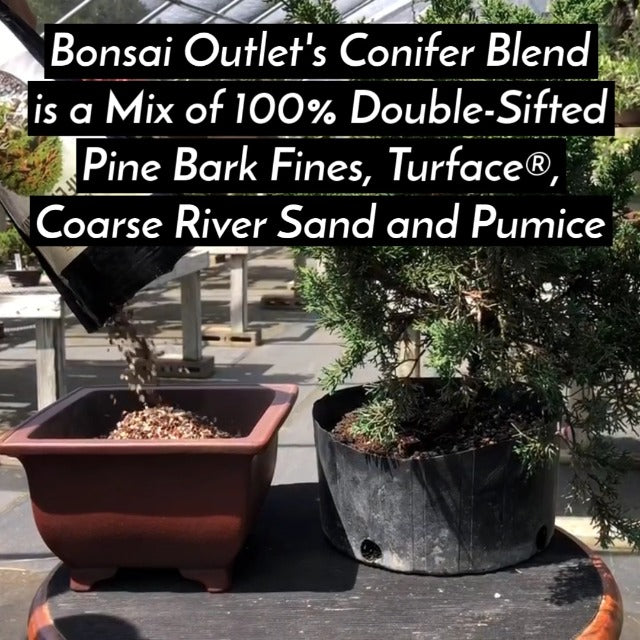 Tinyroots Conifer Bonsai Soil Blend – 2.25 Quarts - Formulated and Pre-Mixed for Junipers, Japanese Black Pines, White Pines, Cedar, Cypress and All Other Conifers