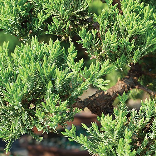 Brussel's Bonsai Live Green Mound Juniper Bonsai Tree - Small, 3 Year, 4 to 6 Inches - Outdoor Bonsai Tree with Bonsai Pot and Bonsai Tray