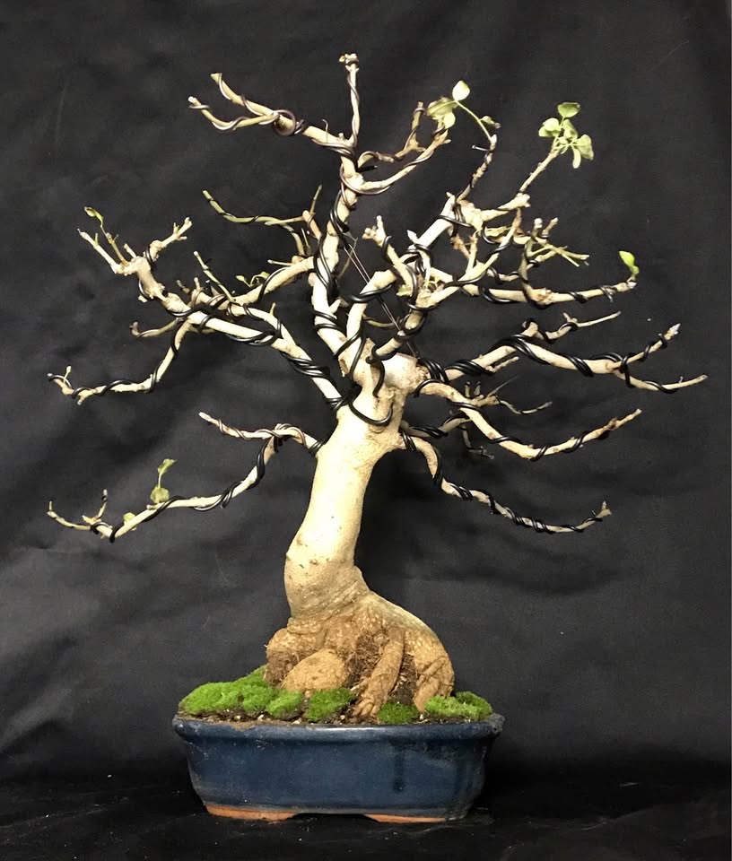 Frassino Angustifolia Yamadori Bonsai, Narrow leaved Ash