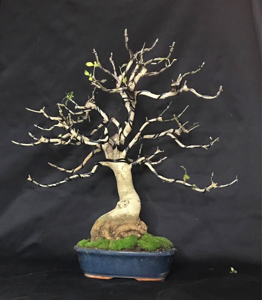 Frassino Angustifolia Yamadori Bonsai, Narrow leaved Ash