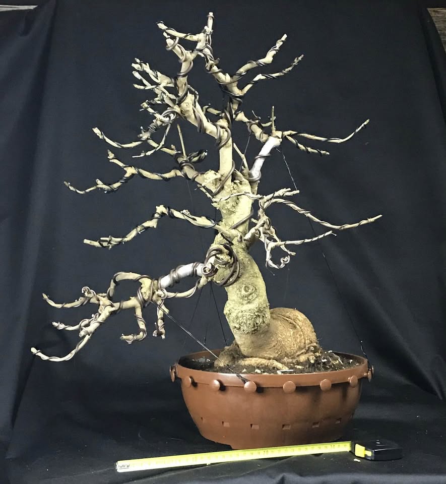 Fraxinus angustifolia BONSAI, narrow leaved ash