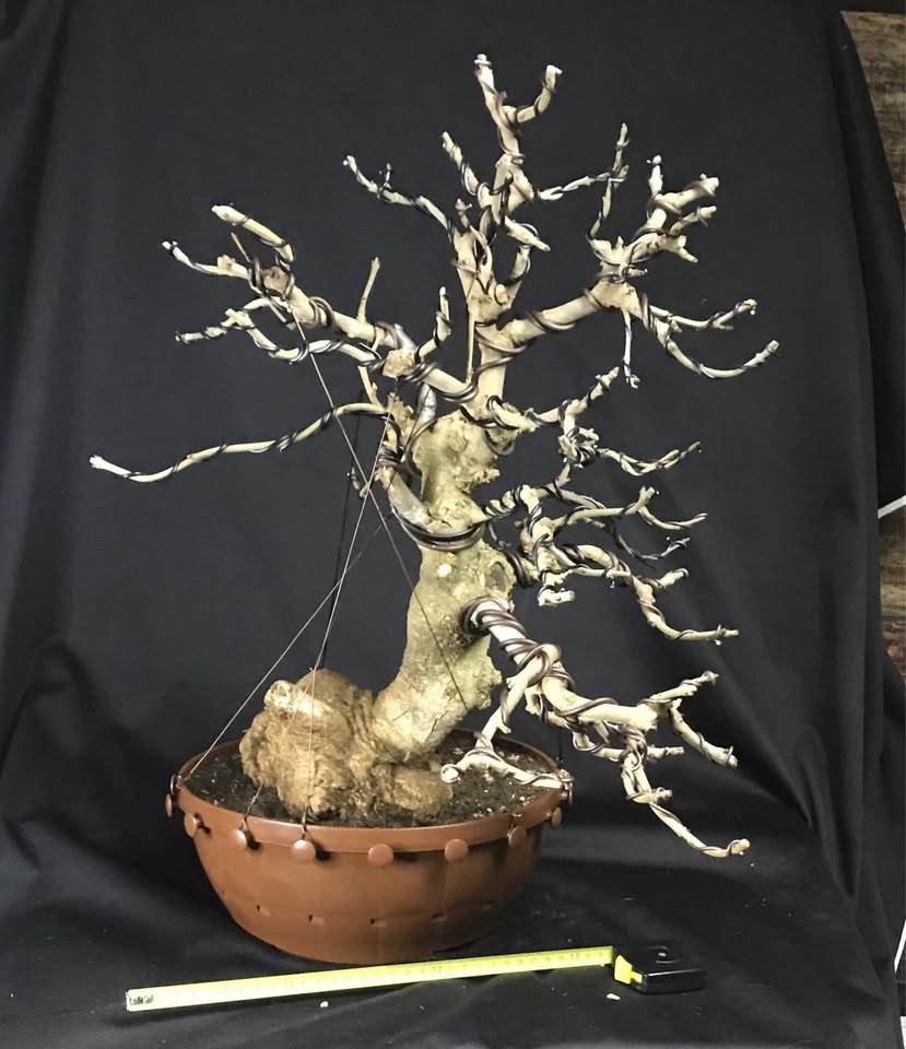 Fraxinus angustifolia BONSAI, narrow leaved ash