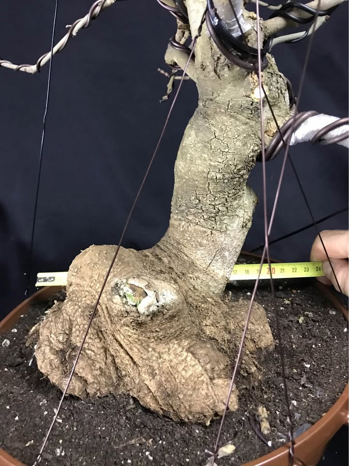 Fraxinus angustifolia BONSAI, narrow leaved ash