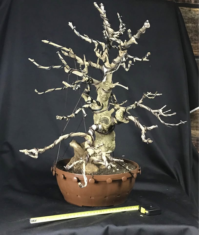 Fraxinus angustifolia BONSAI, narrow leaved ash