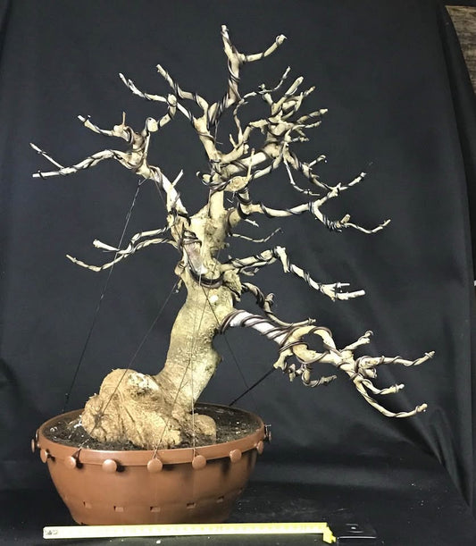 Fraxinus angustifolia BONSAI, narrow leaved ash