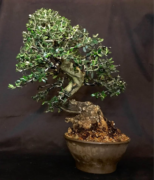 Olea Sylvestris Bonsai, olivastro, ullastre, wildolive