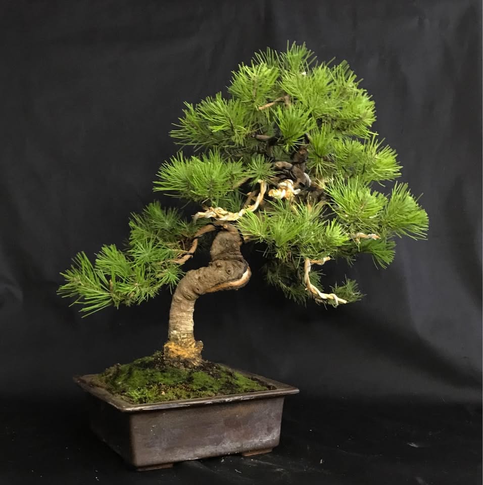 Pinus Halepensis Bonsai 50 cm