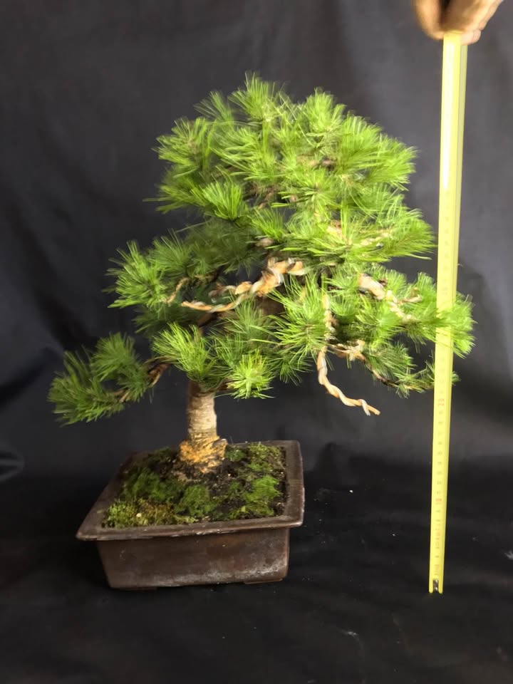 Pinus Halepensis Bonsai 50 cm