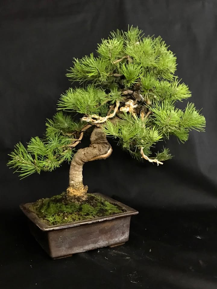 Pinus Halepensis Bonsai 50 cm