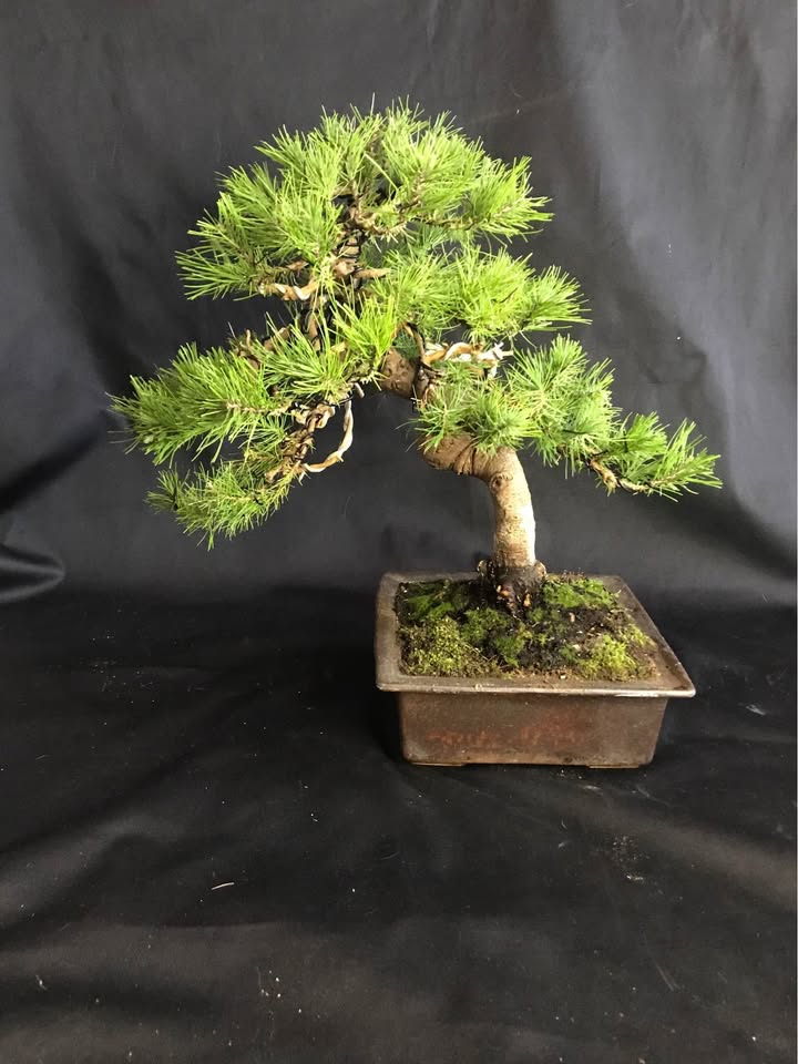 Pinus Halepensis Bonsai 50 cm