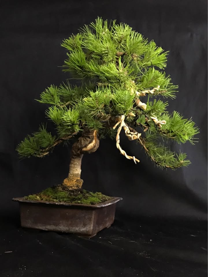 Pinus Halepensis Bonsai 50 cm