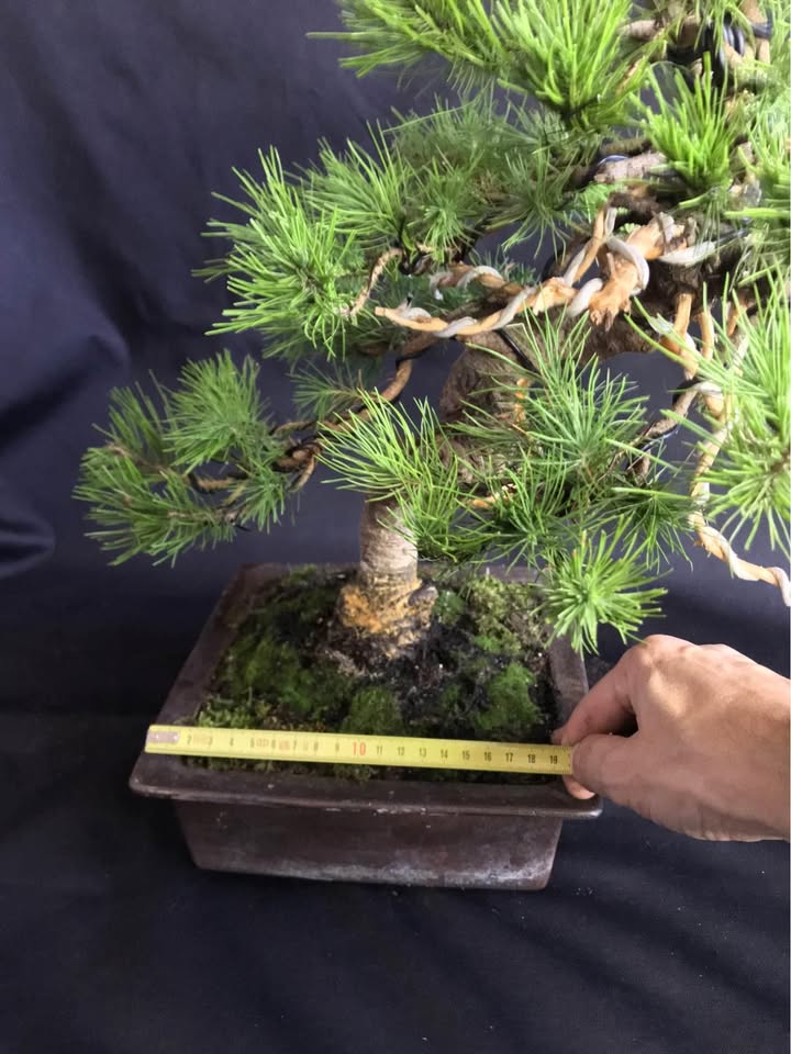 Pinus Halepensis Bonsai 50 cm