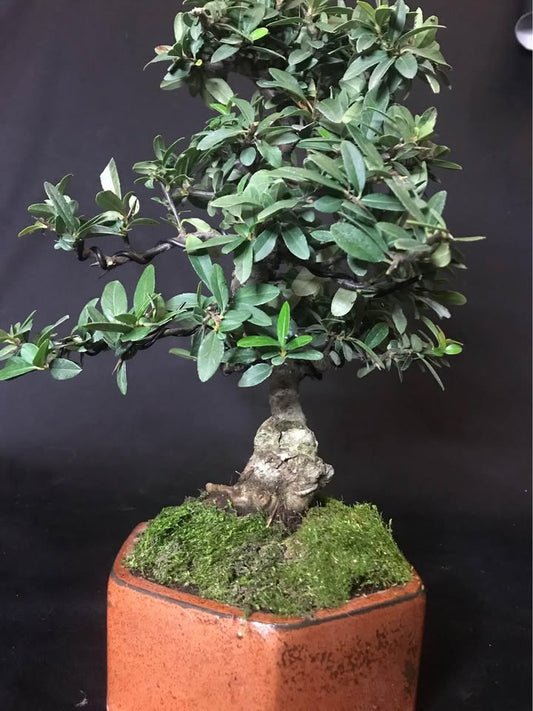 Pyracantha Angustifolia BONSAI, 37 cm. Pyracantha giapponese.