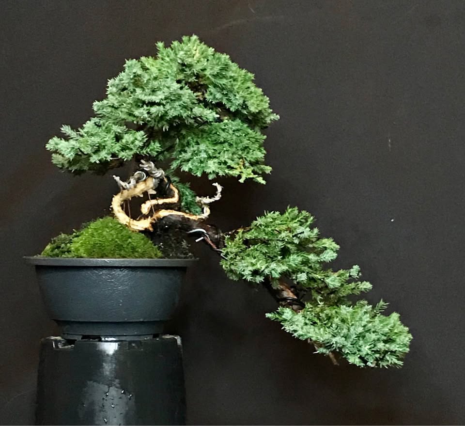 Sonaré Bonsai, Ginepro giapponese Sonare, Juniperus procumbens nana