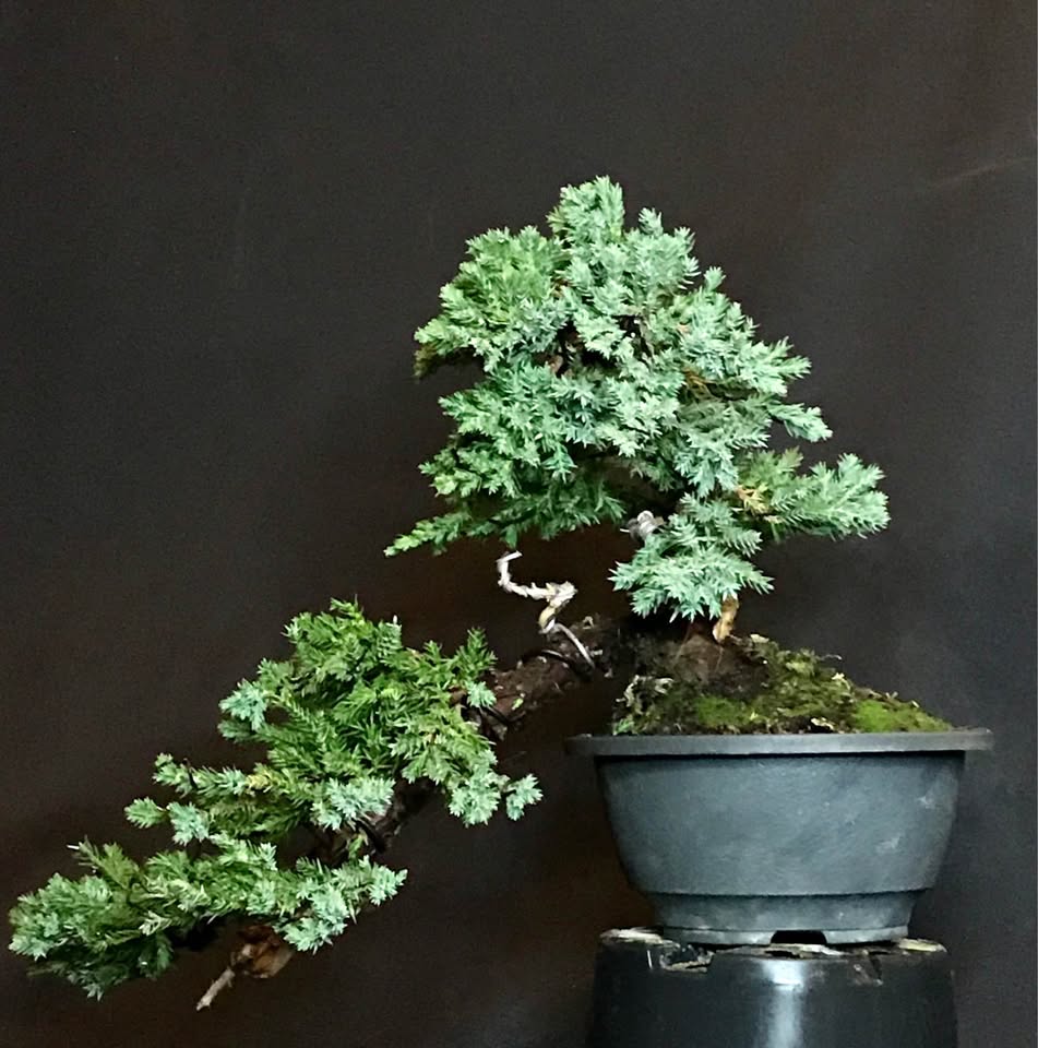 Sonaré Bonsai, Ginepro giapponese Sonare, Juniperus procumbens nana