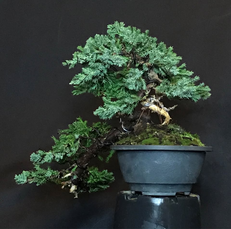 Sonaré Bonsai, Ginepro giapponese Sonare, Juniperus procumbens nana