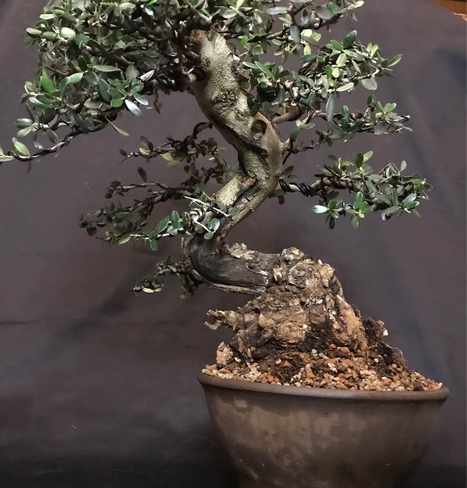 Olea Sylvestris Bonsai, olivastro, ullastre, wildolive